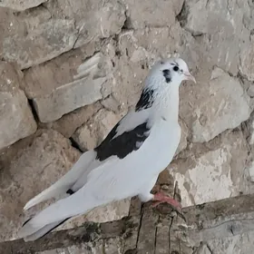 kepderi