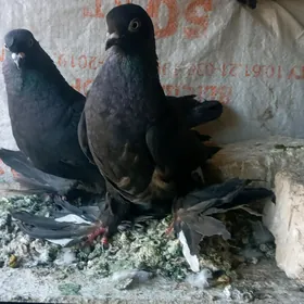 kepderi