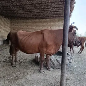 bakylan inek öküzü bilen