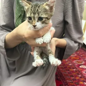 ОТДАМ КОТЕНКА