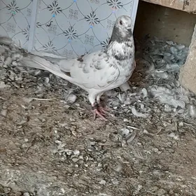 kepderi