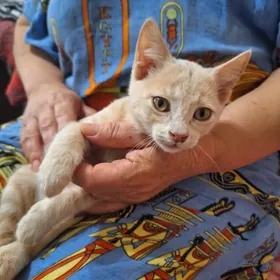 котик,ласковый,
