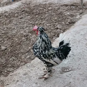 karlik horaz we towugy