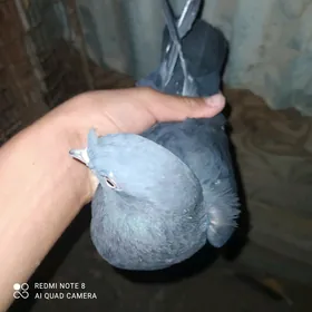 kepder