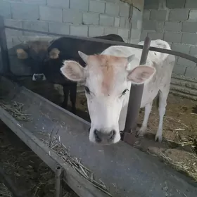 2 tuwe