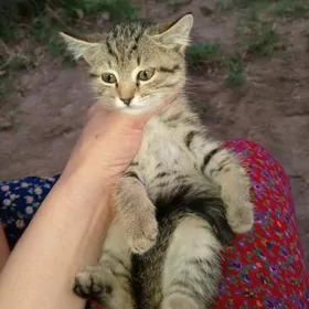 Pişik paroda