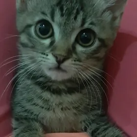 отдам котенка