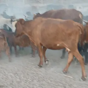 Satlyk Golli Sygyr
