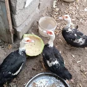 утки