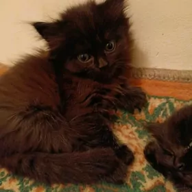 кошки