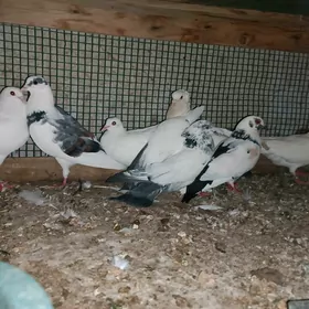 Kepderi