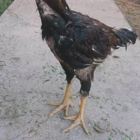 baysow