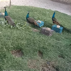Tavus
