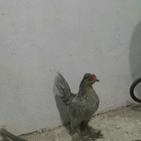 karlik horaz maki