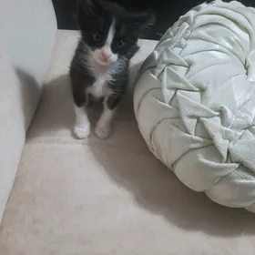Котенок