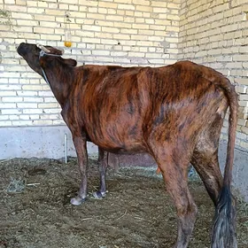 göleli sygyr