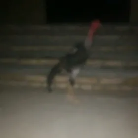 horoz