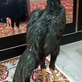 Самаркант жуже