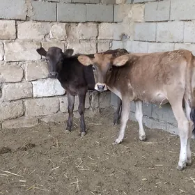 tüwe