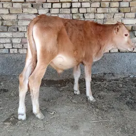 ÖKÜZÇELER