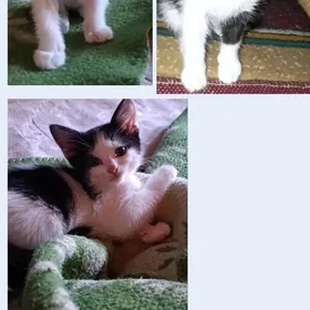 котята