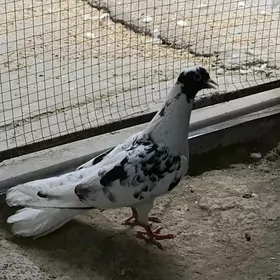 kepderi