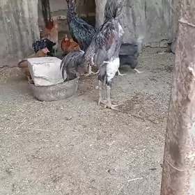 Arassa gan horazlar
