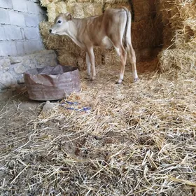 Erkek gole