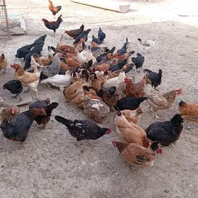 towuklar