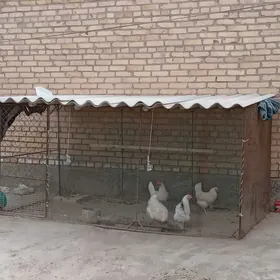 Towuk ketek