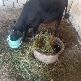 öküz