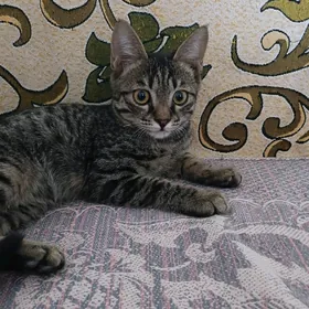 Котёнок