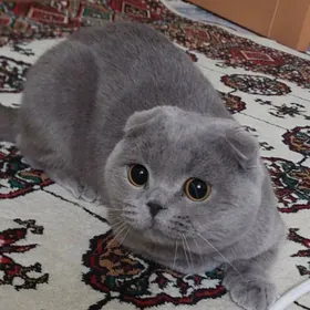 şatlandski pişik