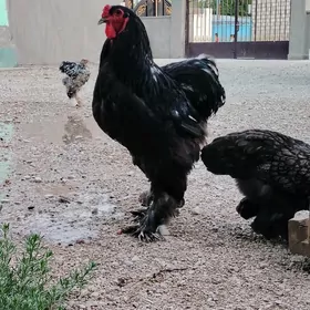 Brama Horoz