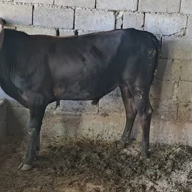 Okuz tuwe