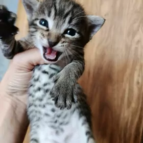 котята в заботливые руки