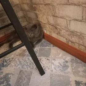 paroda   pksik