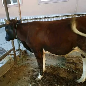 öküzler ve unajynlar