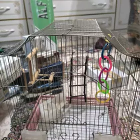 клетка