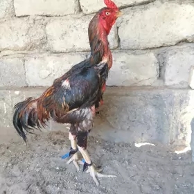 Horoz