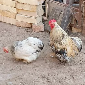 kohinhin karlık
