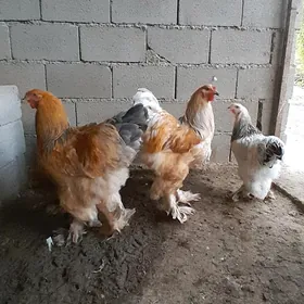 Brama