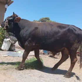 Bakylan öküz