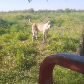 Gaplaň