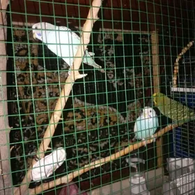 papugay
