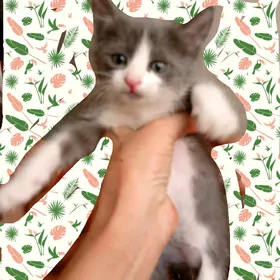 Кошечка 1.5 мес.