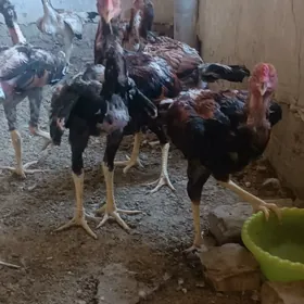 Boyes  horazlar