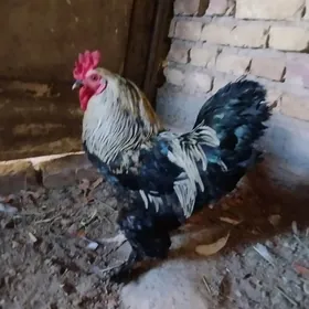gigant horaz