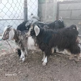 çewis