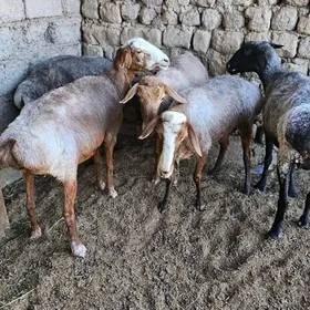 GOŸUN